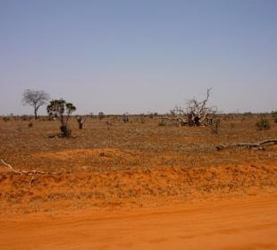 Der Osten des Parks war sehr trocken-bei Voi grün