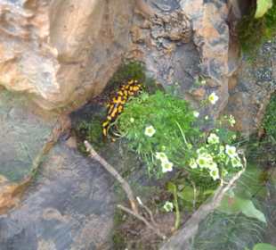 Eurasienbereich - Feuersalamander