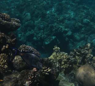 Bilder unter Wasser im hoteleigenen Strand