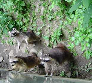 Waschbären
