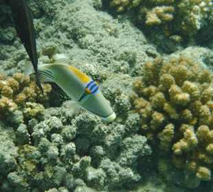 Schnorcheln Abu Dabbab