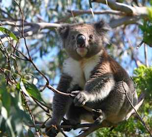 Koala im Otway N.P.