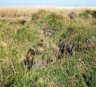 Impressionen vom Schwimmenden Moor