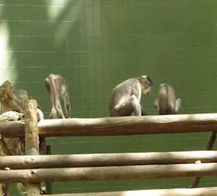 Mangabey's