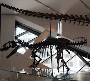 Dinosaurier-Skelette im Royal Ontario Museum