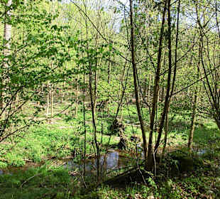 Wandern auf schönen Waldwegen