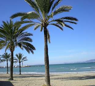 Palmenstrand von El Arenal im Januar
