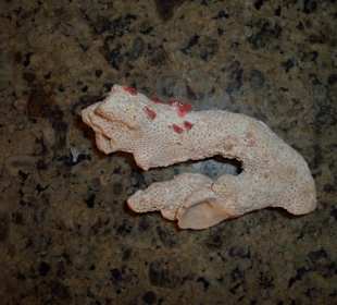 Versteinerte Koralle