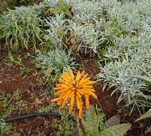 Inselrundfahrt Madeira
