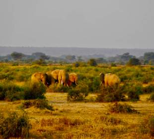 Elefantenherde in der Savanne