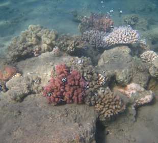 Großartiges Hausriff