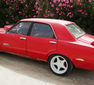 Türkischer Mustang Evrenseki