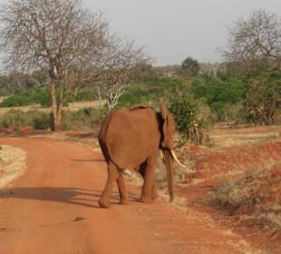 Etwas andere Vorfahrtsregelungen in Tsavo Ost