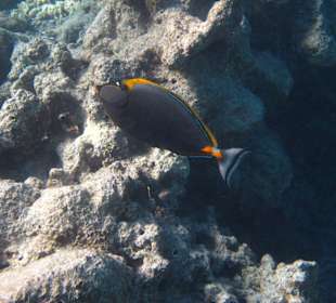 Gelbklingen-Nasendoktor