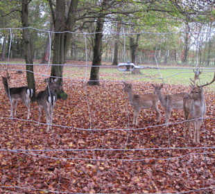 Tier- und Wildgehege