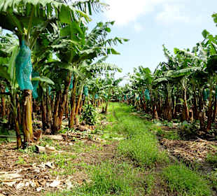 Blick in die Bananenfelder