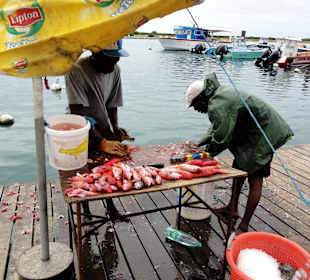 Entschuppen des Fanges