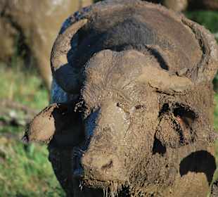 Buffalo im River Lodge NP