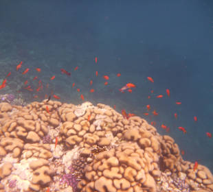 Fahnenbarsche am Hausriff