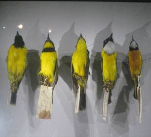 Naturkundemuseum