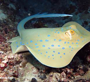 Fischen  on mass  beim Schnorcheln 
