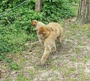 Vorsicht Taschen zu und Brille festhalten