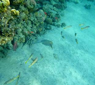 Schnorcheln Marsa Alam