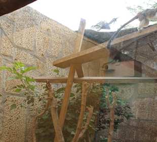 Titi Cabeza de Algodon Affe