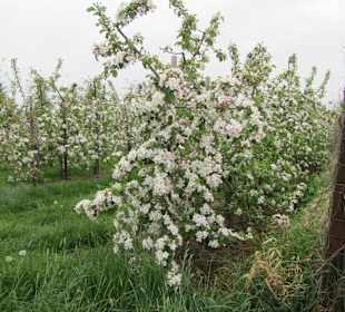 Die herrliche Kulisse um Jork
