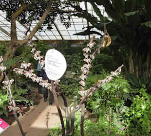 Schmetterlingspark von Benalmádena Mariposario 