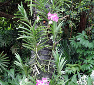 Storczyki w ogrodzie botanicznym w Singapurze