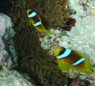 Familie Nemo
