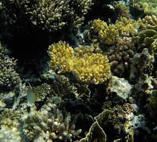 Schnorcheln Makadi Bay