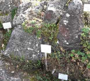 Alpinum