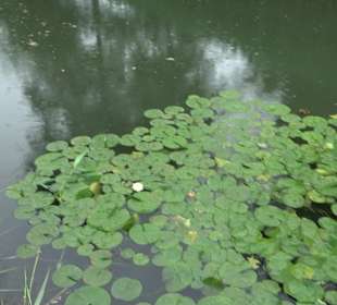 Fischlehrpfad Neu-Ulm