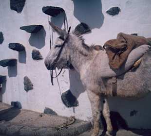 Eselreiten