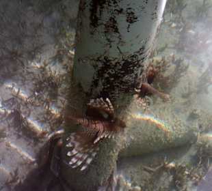 Feuerfische am Steg Hotel Tulip Resort