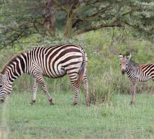 Zebramutter und ihr Junges