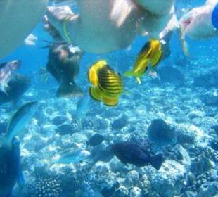 Die Fische in 70 cm Wassertiefe