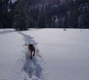 Tolle Wanderwege auch für Hunde