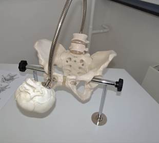 Geburtshilflicher Trainer für die Kopfwendung