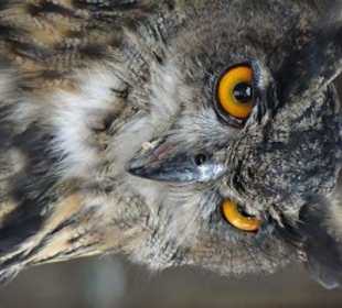 Blick in die Volieren