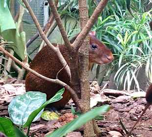Singapur Zoo