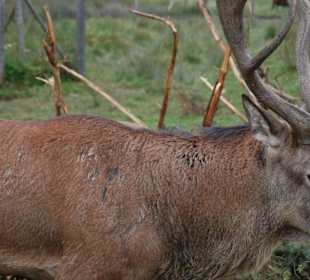 Burli - ein 30-Ender