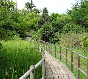 Zwischen Röhricht und Schilf