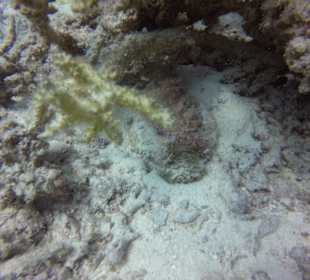 Schnorcheln Makadi Bay