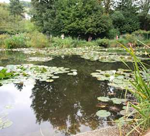 Staw w ogrodzie Moneta