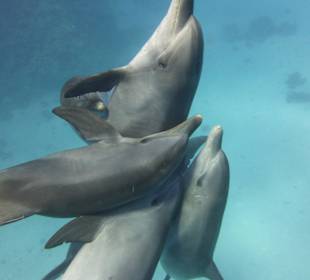 Delfine Paarungswillig?