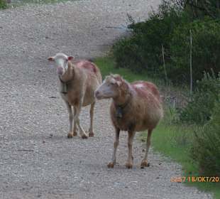 Wandern Can Picafort