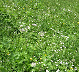 Blumenwiese Alpe Wurzach
